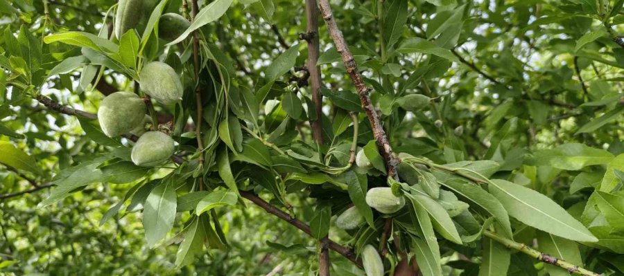 Turfanda Çağla Hasadı Erken Başladı