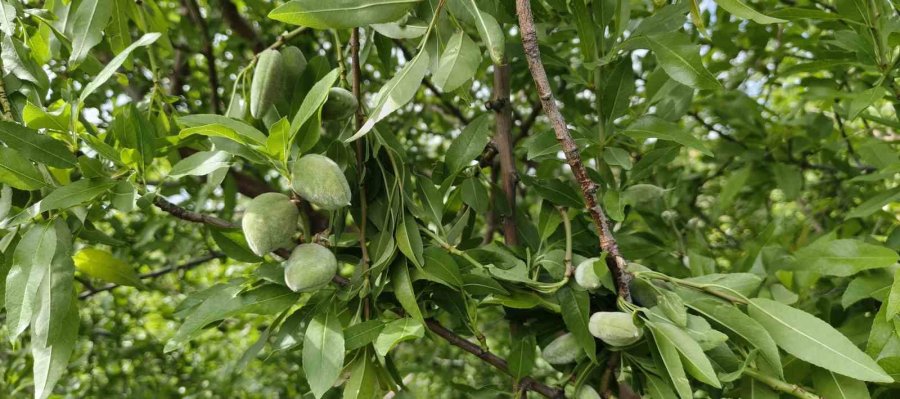 Turfanda Çağla Hasadı Erken Başladı