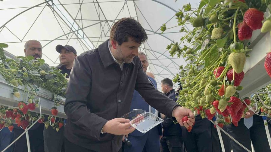 Tarsus’ta Topraksız Tarımda İlk Çilek Hasadı Yapıldı