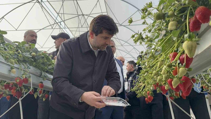 Tarsus’ta Topraksız Tarımda İlk Çilek Hasadı Yapıldı