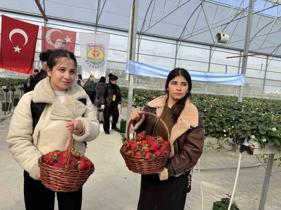Tarsus’ta Topraksız Tarımda İlk Çilek Hasadı Yapıldı