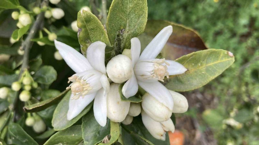Mersin Portakal Kokmaya Başladı: Dalında Kalan Ürünler Toplanmadan Çiçekler Açtı