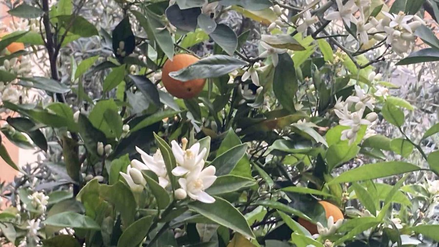 Mersin Portakal Kokmaya Başladı: Dalında Kalan Ürünler Toplanmadan Çiçekler Açtı