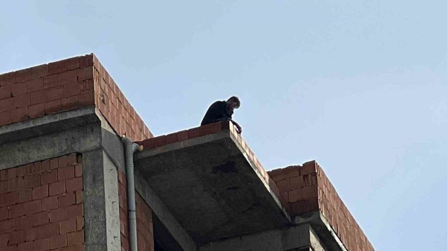 Tartıştığı Eşi Telefonlara Bakmıyor Diye Çatıya Çıktı