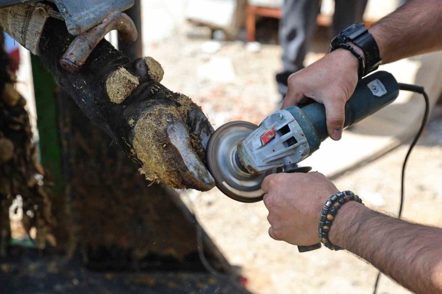 Gündoğmuşlu Üreticilerin Büyükbaş Hayvanlarına Tırnak Bakım Desteği