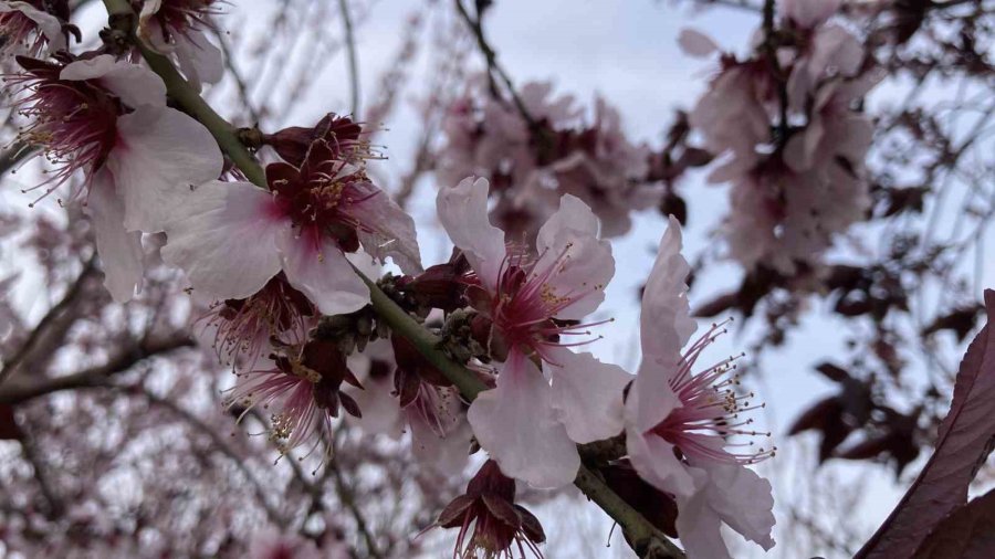 Mersin Portakal Kokmaya Başladı: Dalında Kalan Ürünler Toplanmadan Çiçekler Açtı