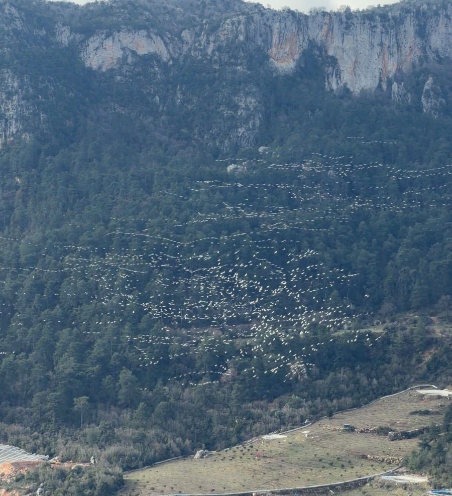 Mersin’de Ak Pelikanların Dansı Görsel Şölen Sundu