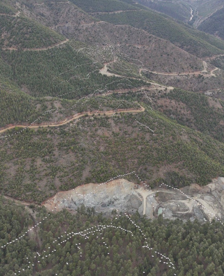 Mersin’de Ak Pelikanların Dansı Görsel Şölen Sundu
