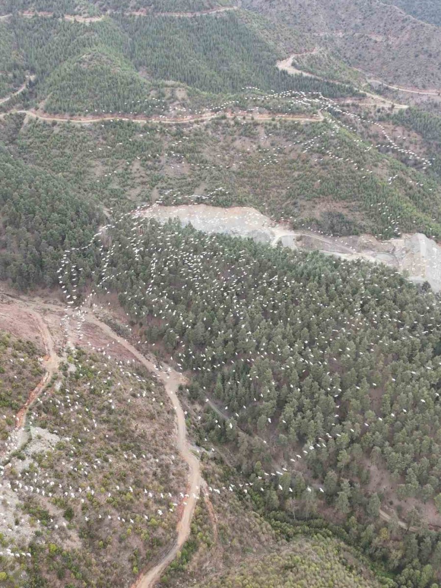 Mersin’de Ak Pelikanların Dansı Görsel Şölen Sundu