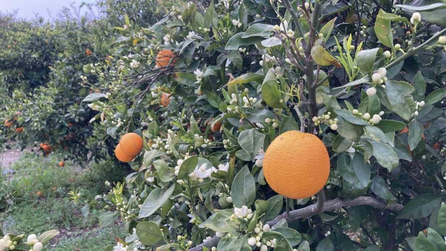 Mersin Portakal Kokmaya Başladı: Dalında Kalan Ürünler Toplanmadan Çiçekler Açtı