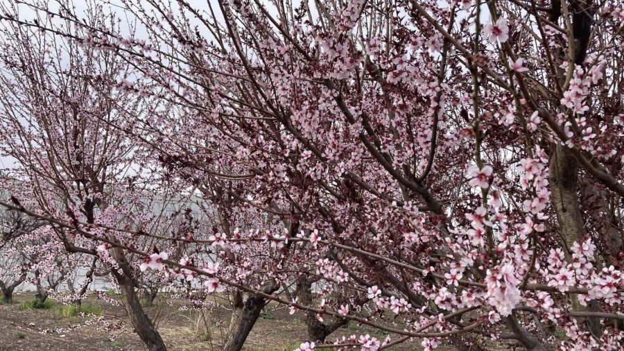 Mersin Portakal Kokmaya Başladı: Dalında Kalan Ürünler Toplanmadan Çiçekler Açtı