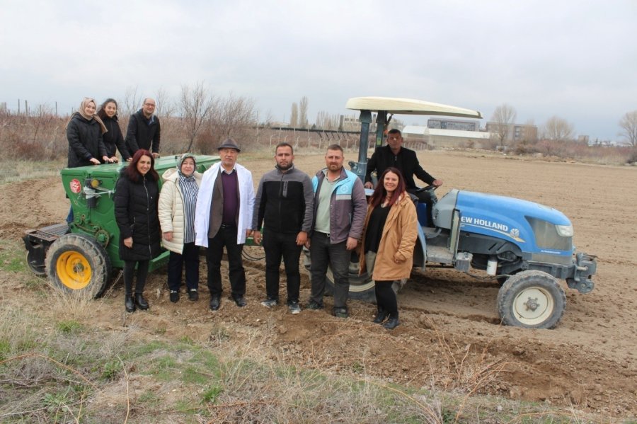Niğde’de Kadın Kooperatifleriyle Çörek Otu Ekimi Tamamlandı