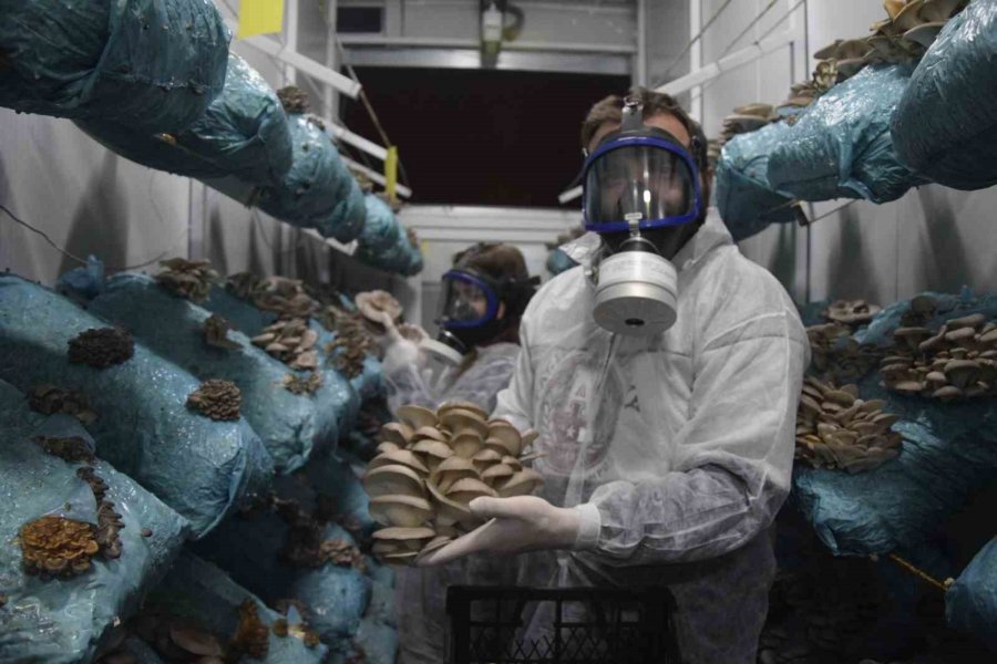Hobi Olarak Başladığı Mantar Yetiştiriciliğinde Günde 1 Tona Yakın Hasat Elde Ediyor
