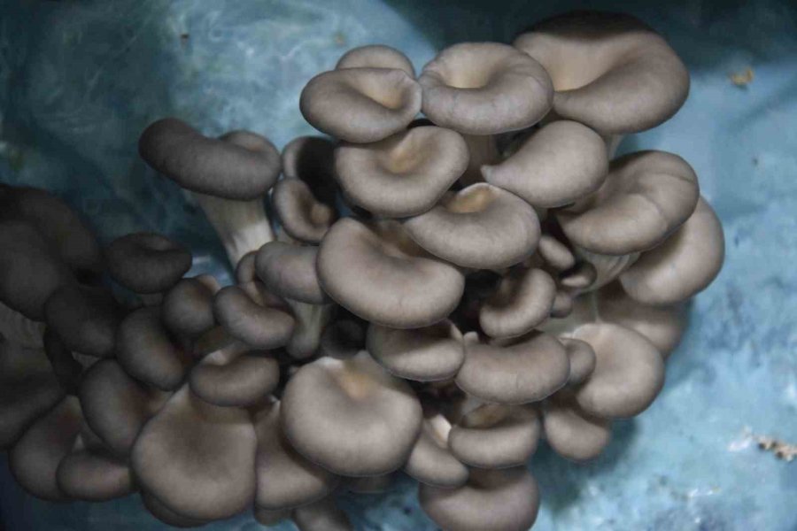 Hobi Olarak Başladığı Mantar Yetiştiriciliğinde Günde 1 Tona Yakın Hasat Elde Ediyor