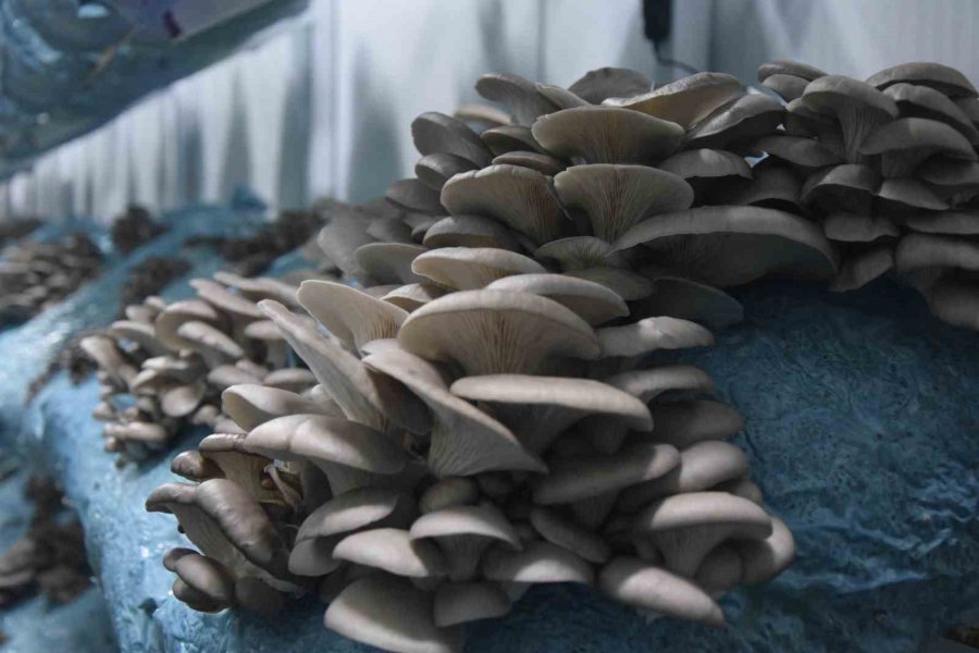 Hobi Olarak Başladığı Mantar Yetiştiriciliğinde Günde 1 Tona Yakın Hasat Elde Ediyor