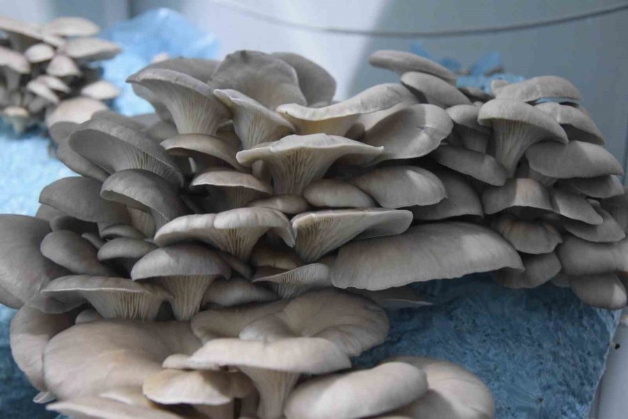 Hobi Olarak Başladığı Mantar Yetiştiriciliğinde Günde 1 Tona Yakın Hasat Elde Ediyor