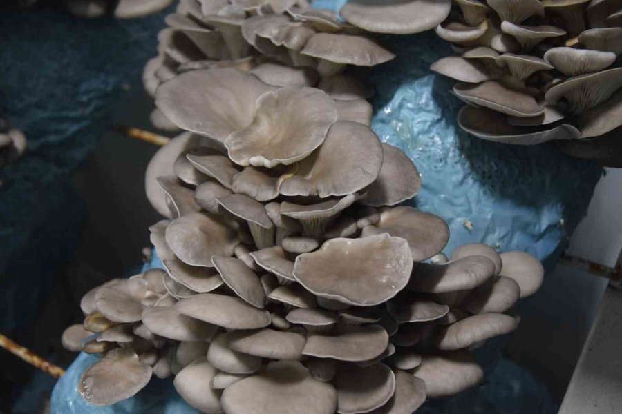 Hobi Olarak Başladığı Mantar Yetiştiriciliğinde Günde 1 Tona Yakın Hasat Elde Ediyor