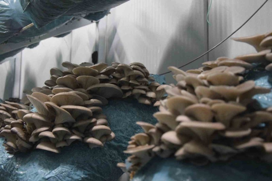 Hobi Olarak Başladığı Mantar Yetiştiriciliğinde Günde 1 Tona Yakın Hasat Elde Ediyor