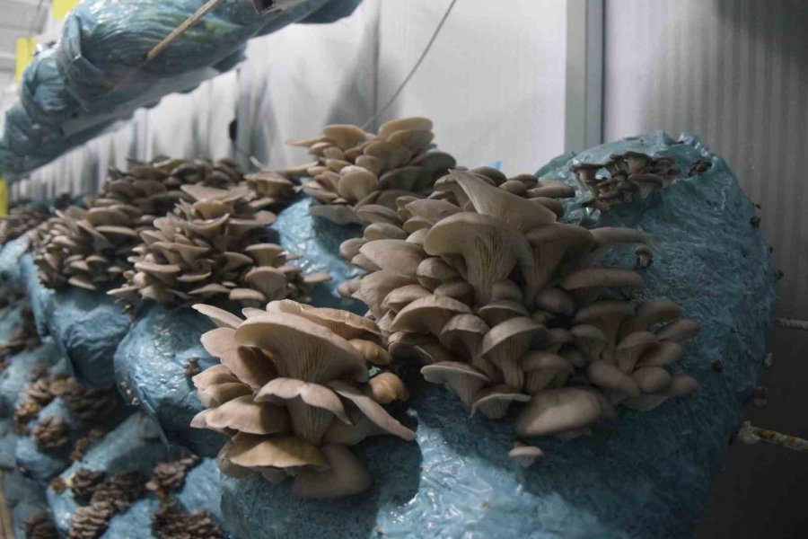 Hobi Olarak Başladığı Mantar Yetiştiriciliğinde Günde 1 Tona Yakın Hasat Elde Ediyor