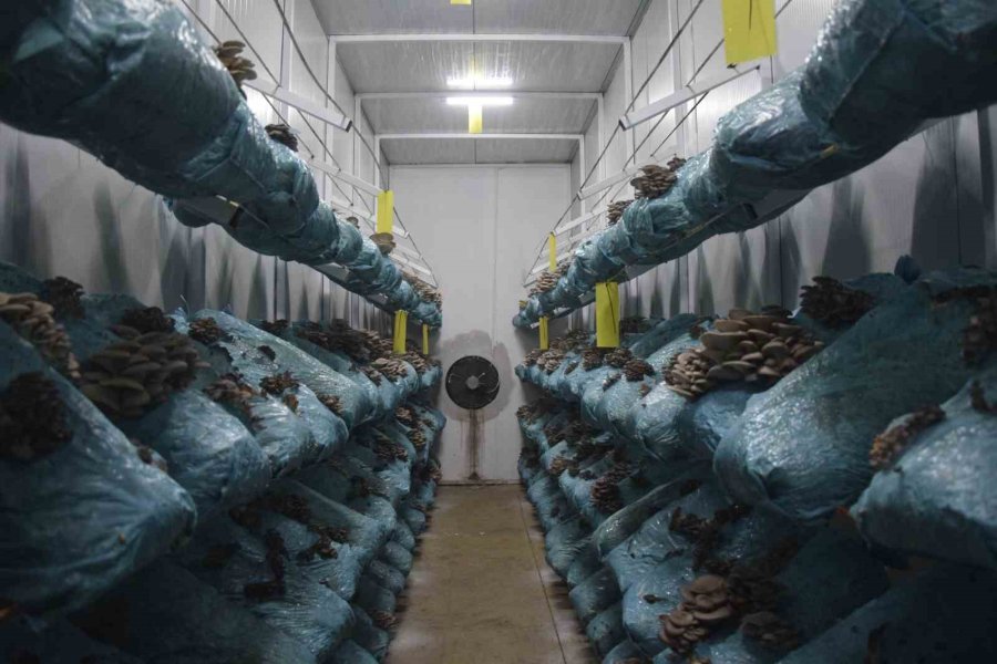 Hobi Olarak Başladığı Mantar Yetiştiriciliğinde Günde 1 Tona Yakın Hasat Elde Ediyor