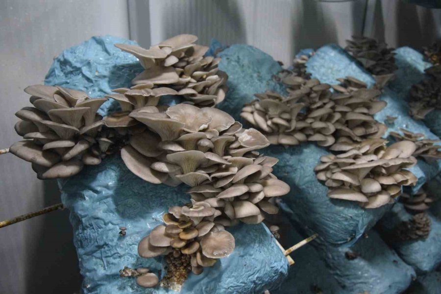 Hobi Olarak Başladığı Mantar Yetiştiriciliğinde Günde 1 Tona Yakın Hasat Elde Ediyor