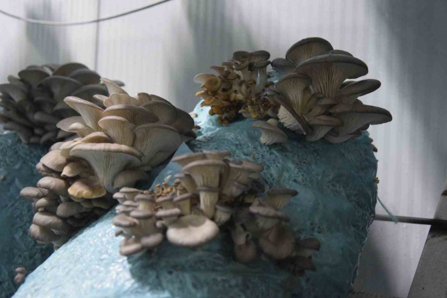 Hobi Olarak Başladığı Mantar Yetiştiriciliğinde Günde 1 Tona Yakın Hasat Elde Ediyor