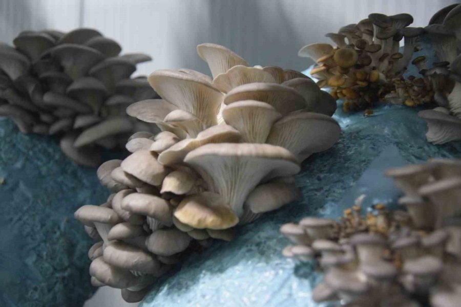 Hobi Olarak Başladığı Mantar Yetiştiriciliğinde Günde 1 Tona Yakın Hasat Elde Ediyor