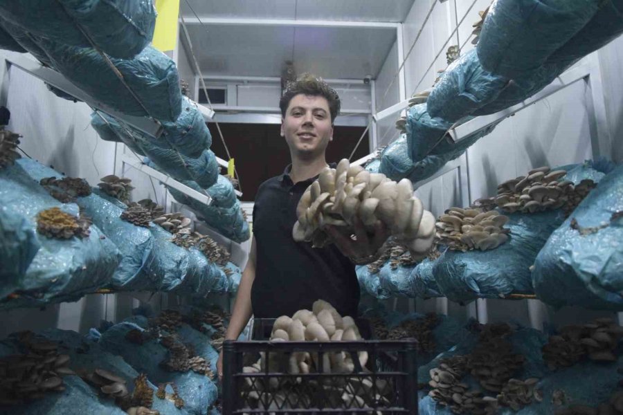 Hobi Olarak Başladığı Mantar Yetiştiriciliğinde Günde 1 Tona Yakın Hasat Elde Ediyor