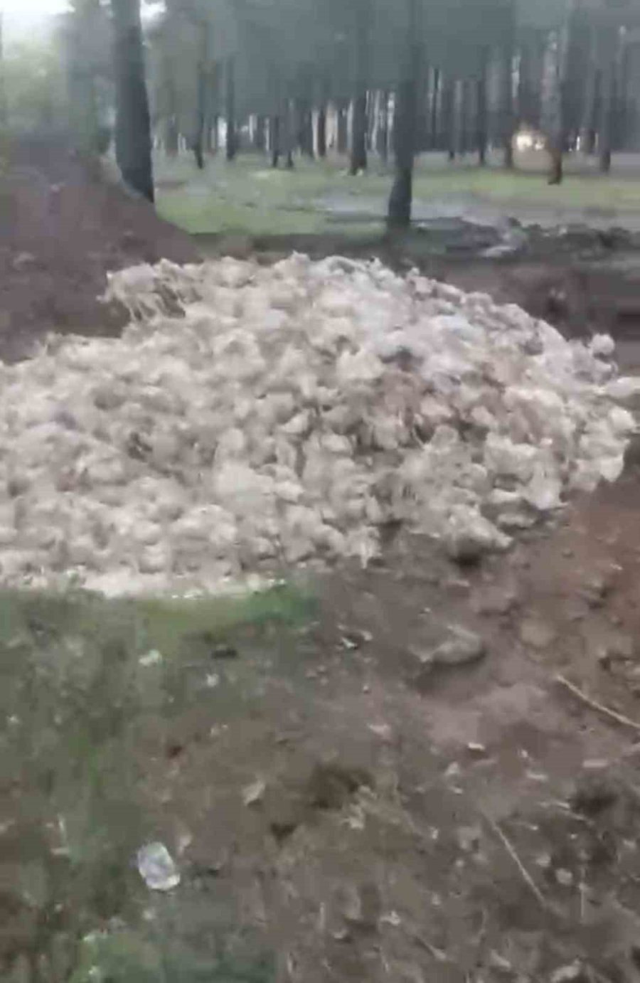 Tarsus’ta Ölü Tavuklar Ormana Atıldı