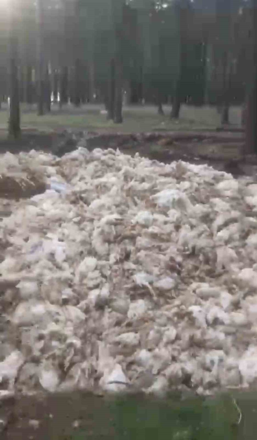 Tarsus’ta Ölü Tavuklar Ormana Atıldı