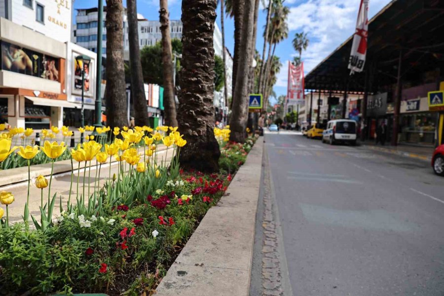 Baharın Müjdecisi Laleler Antalya Sokaklarını Renklendirdi