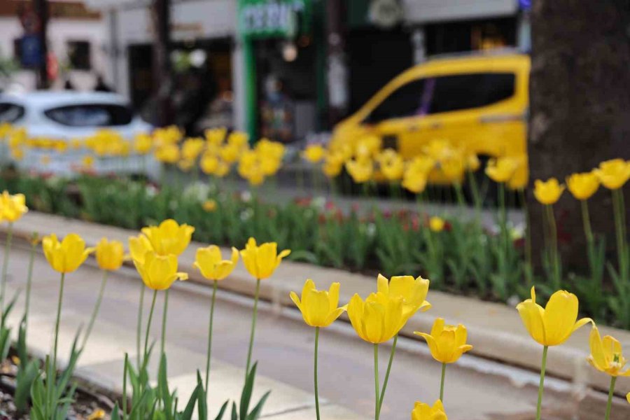 Baharın Müjdecisi Laleler Antalya Sokaklarını Renklendirdi