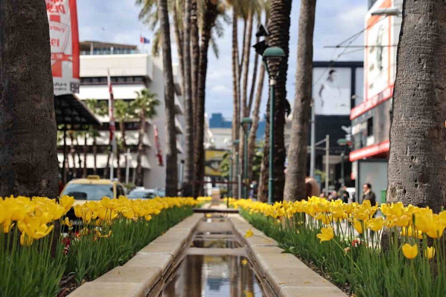 Baharın Müjdecisi Laleler Antalya Sokaklarını Renklendirdi