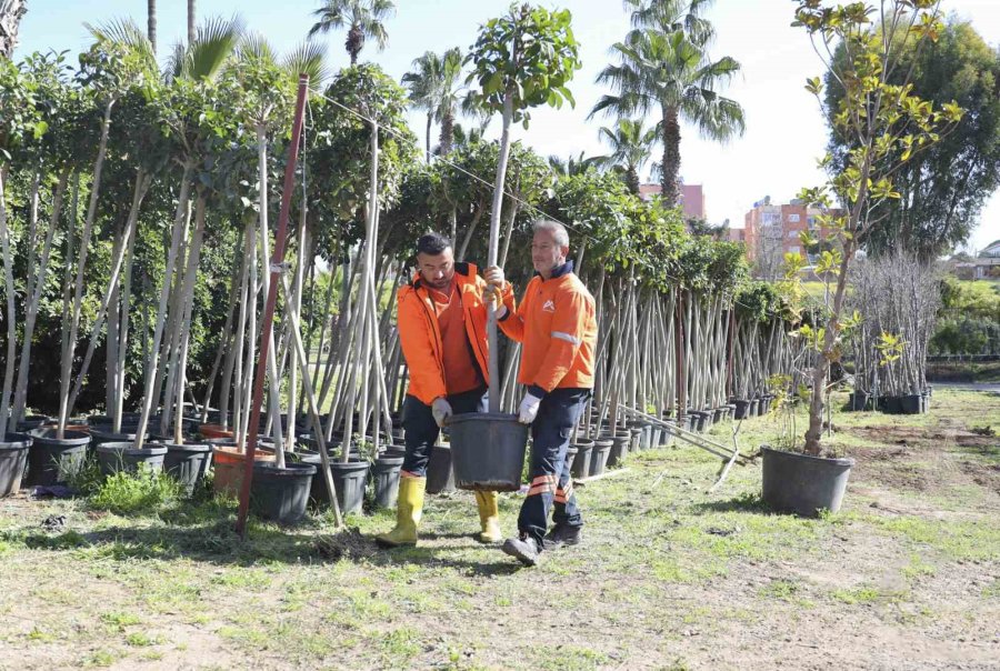 Mersin’de Ağaçlandırma Seferberliği Başladı