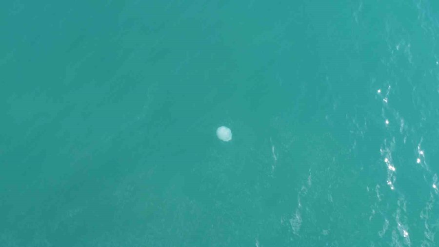 Akdeniz’deki Zehirli Denizanaları Mersin Sahillerine Vurdu