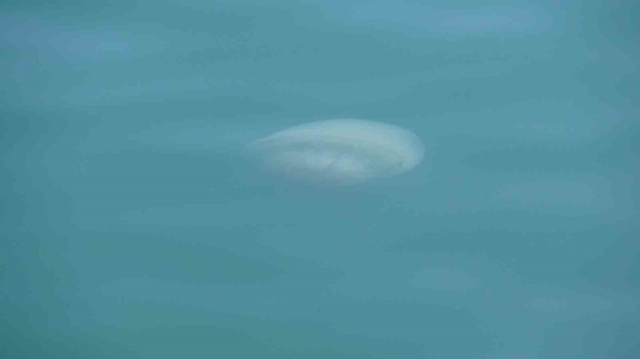 Akdeniz’deki Zehirli Denizanaları Mersin Sahillerine Vurdu