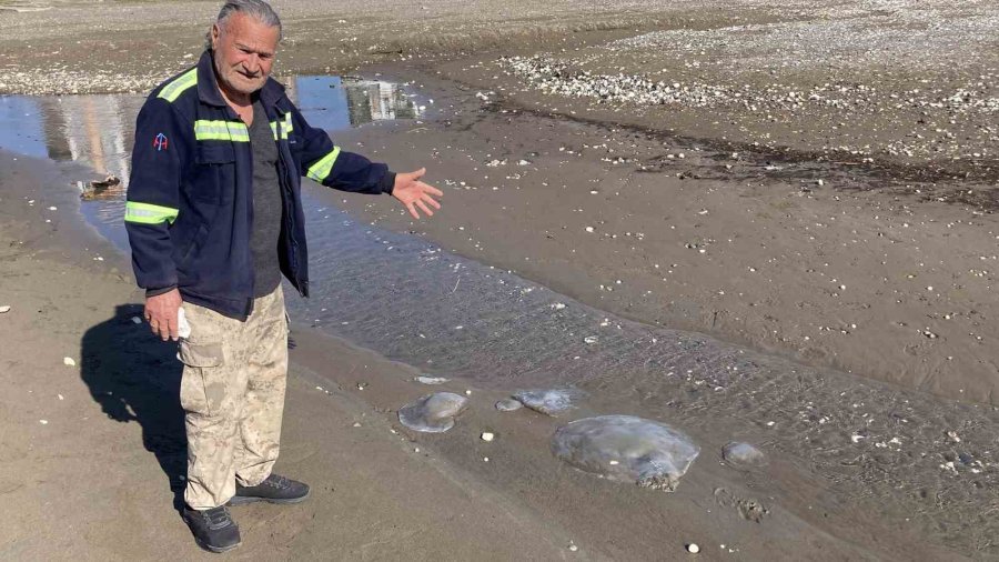 Akdeniz’deki Zehirli Denizanaları Mersin Sahillerine Vurdu