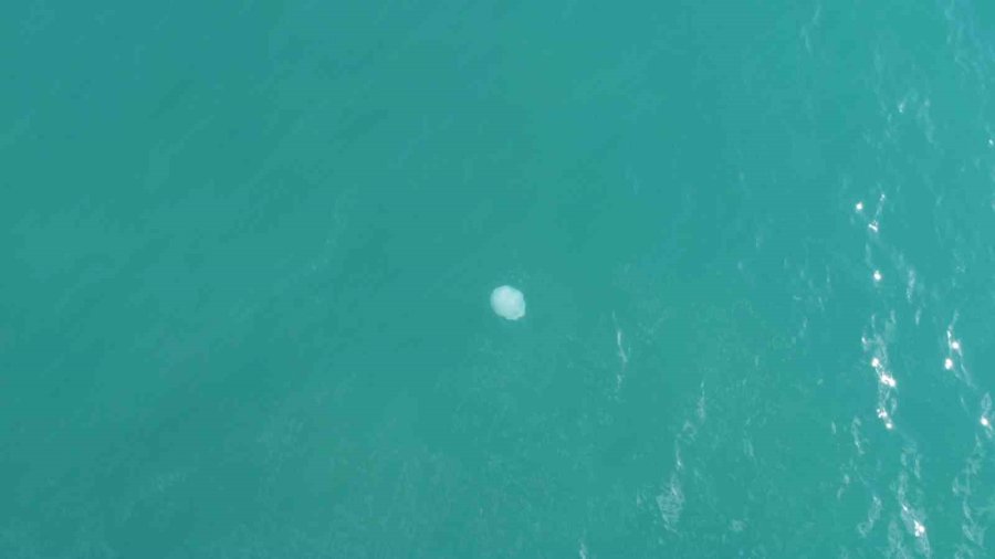 Akdeniz’deki Zehirli Denizanaları Mersin Sahillerine Vurdu