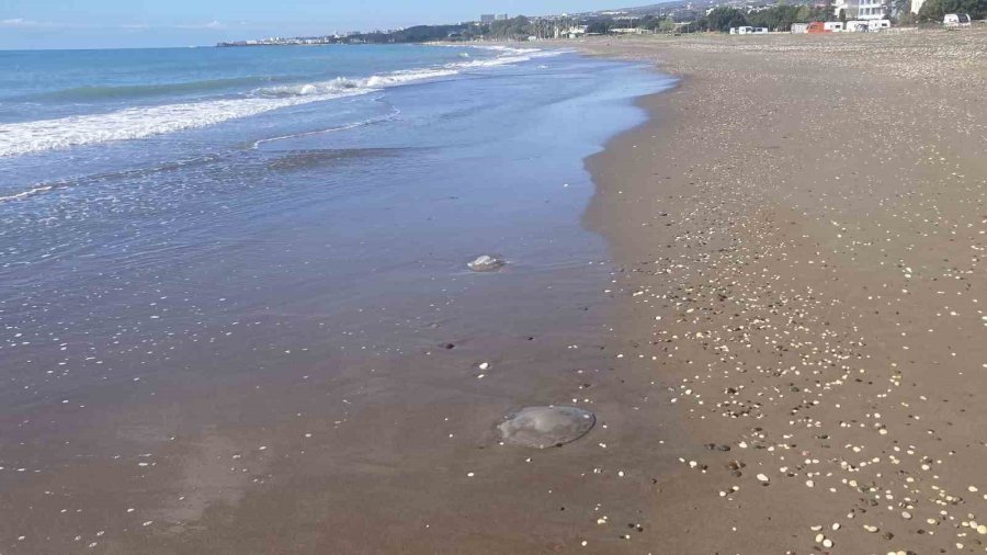 Akdeniz’deki Zehirli Denizanaları Mersin Sahillerine Vurdu