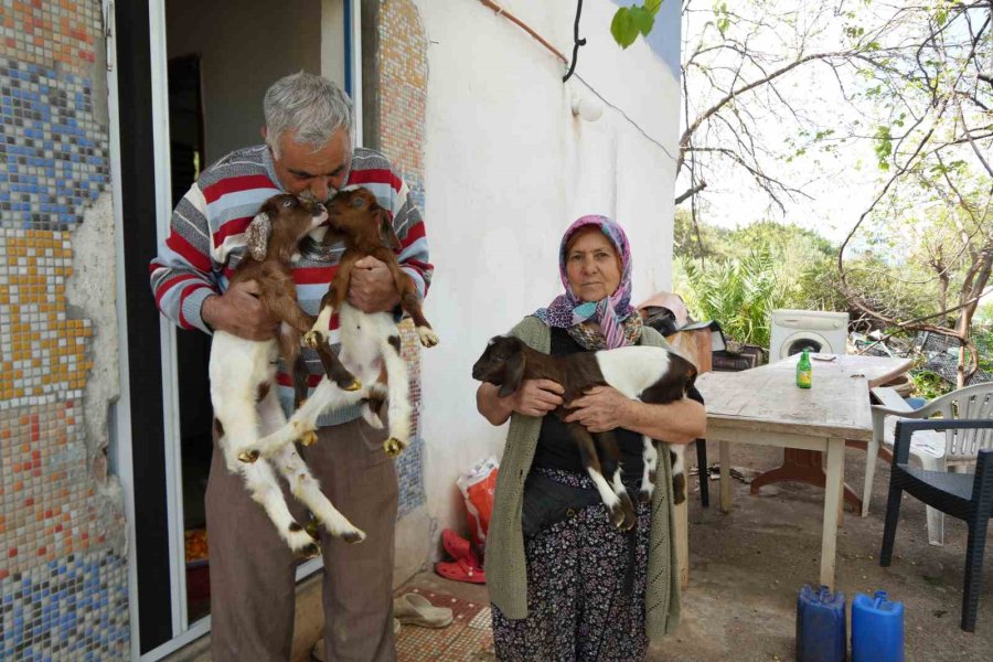 Keçileriyle Ömür Geçirdiler, Şikayetle Yıkıldılar: "uykularımız Kaçtı"