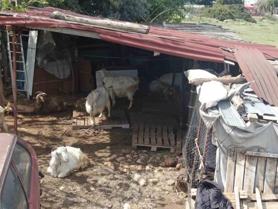 Keçileriyle Ömür Geçirdiler, Şikayetle Yıkıldılar: "uykularımız Kaçtı"