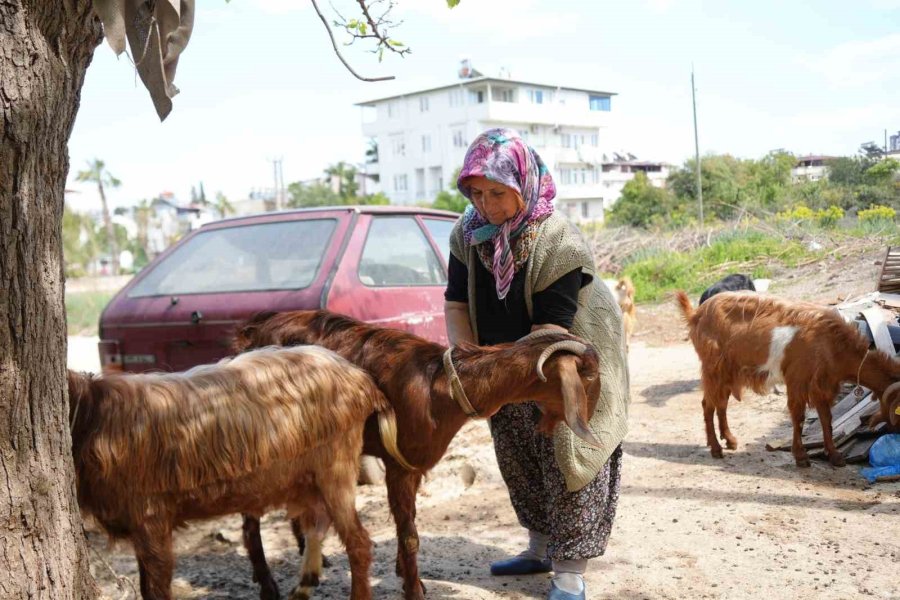 Keçileriyle Ömür Geçirdiler, Şikayetle Yıkıldılar: "uykularımız Kaçtı"