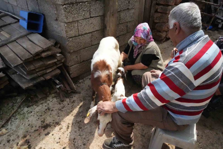 Keçileriyle Ömür Geçirdiler, Şikayetle Yıkıldılar: "uykularımız Kaçtı"