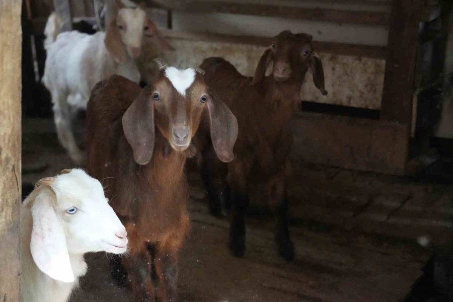 Keçileriyle Ömür Geçirdiler, Şikayetle Yıkıldılar: "uykularımız Kaçtı"