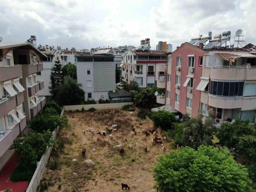 Keçileriyle Ömür Geçirdiler, Şikayetle Yıkıldılar: "uykularımız Kaçtı"