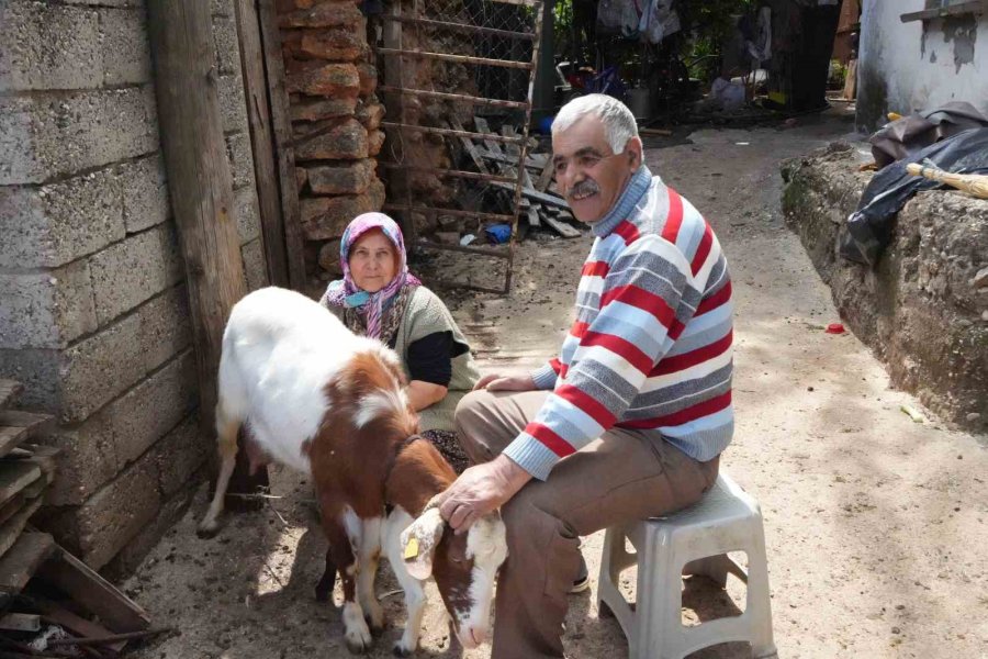 Keçileriyle Ömür Geçirdiler, Şikayetle Yıkıldılar: "uykularımız Kaçtı"