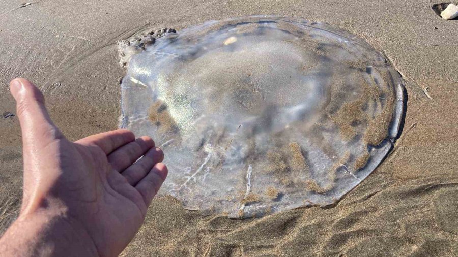 Sahile Vuran Denizanalarıyla İlgili Uzmanı Uyardı: "bu Tablo, İklim Değişikliği Ve İnsan Baskısının Birleşik Etkisidir"