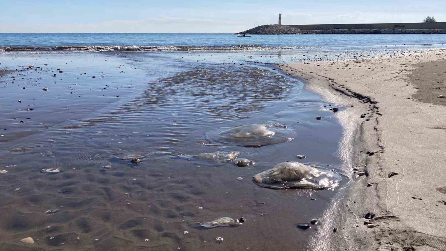 Sahile Vuran Denizanalarıyla İlgili Uzmanı Uyardı: "bu Tablo, İklim Değişikliği Ve İnsan Baskısının Birleşik Etkisidir"