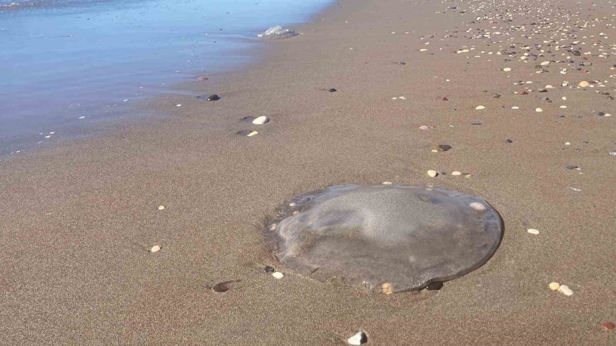 Sahile Vuran Denizanalarıyla İlgili Uzmanı Uyardı: "bu Tablo, İklim Değişikliği Ve İnsan Baskısının Birleşik Etkisidir"