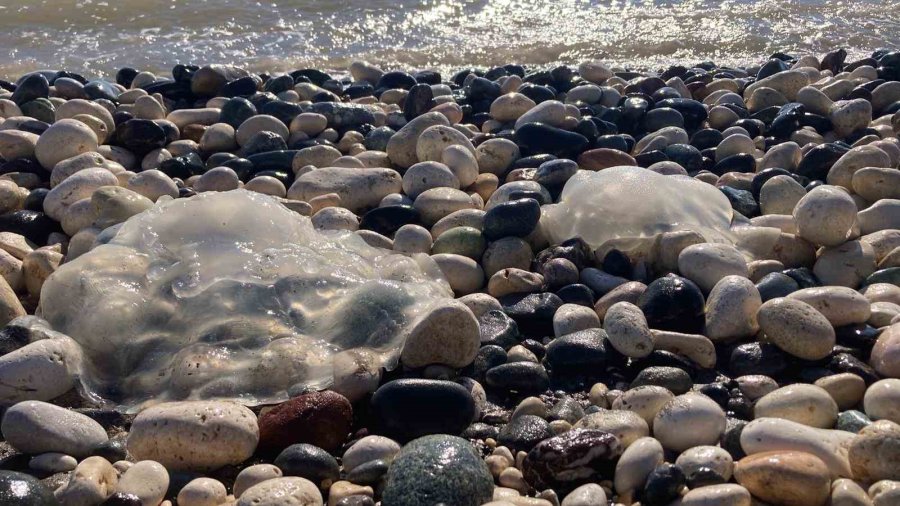 Sahile Vuran Denizanalarıyla İlgili Uzmanı Uyardı: "bu Tablo, İklim Değişikliği Ve İnsan Baskısının Birleşik Etkisidir"